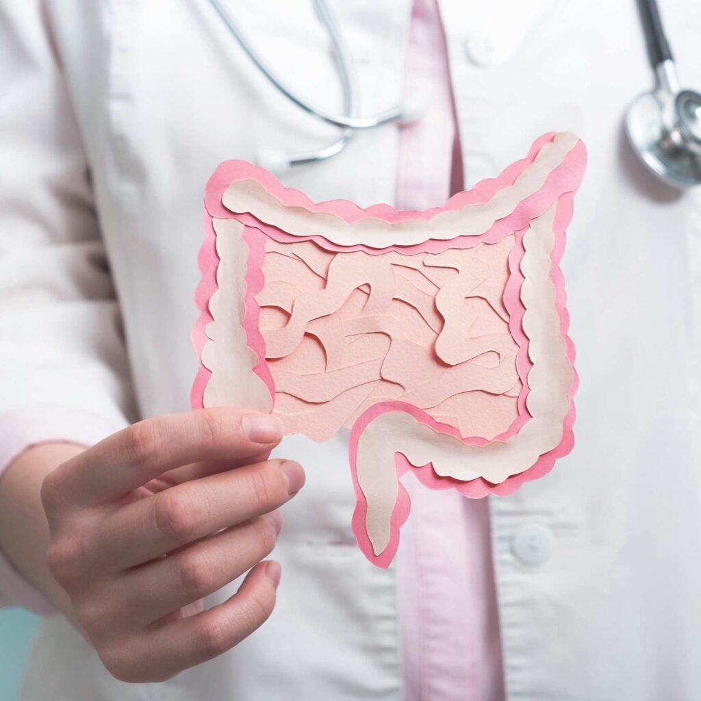 intestino o segundo cerebro