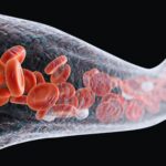 Sistema Circulatório